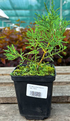 Растение Можжевельник виргинский Hetz (V21-S23 50+ C7.5)