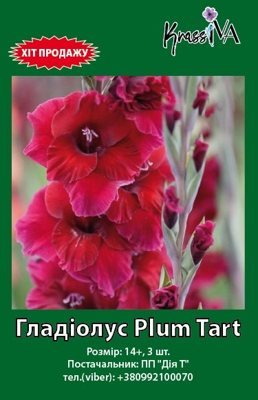 Луковица гладиолус Plumtart 3 шт. 