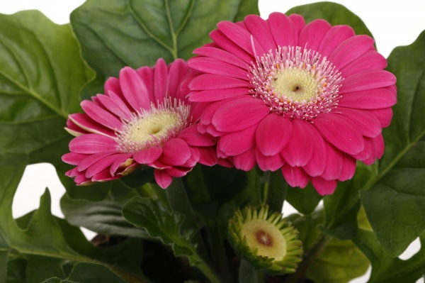 Рослина кімнатна Гербера міні d9/h15