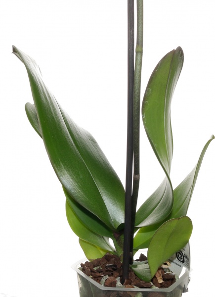 Растение комнатное Фаленопсис микс 1рр, 3/5 + 12/50