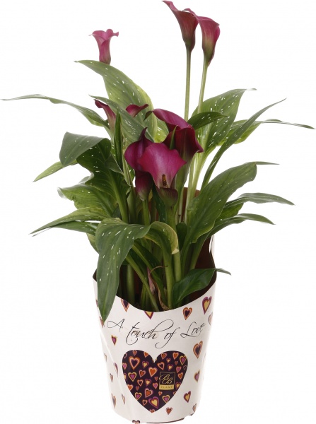 Растение Зантедесхия 14/50 микс