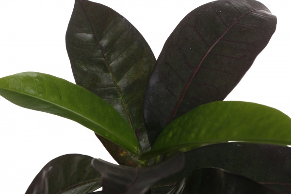 Растение комнатное Кротон сортовой бразила бранч d12/h45