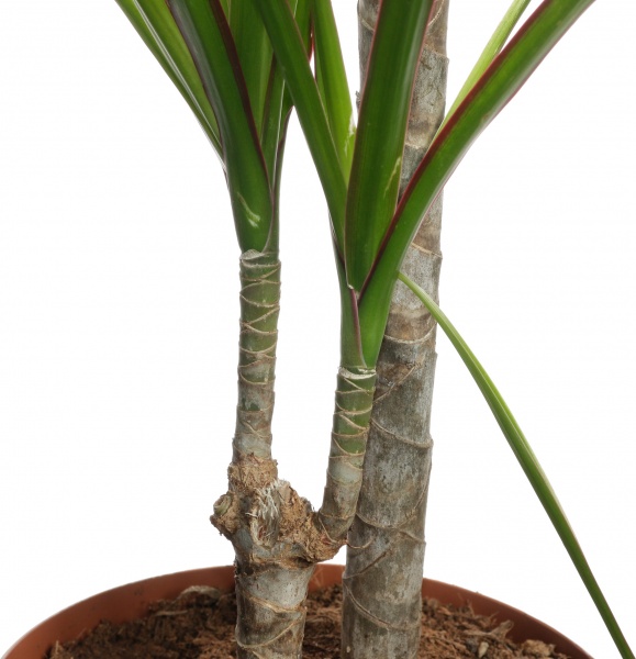 Растение драцена маржината 2 ствола 17/70