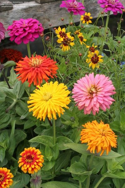 Семена Професійне насіння цинния Кактус смесь 0,5 г (4823058202716)