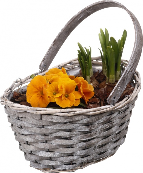 Растение комнатное Корзина 1 Нарц+Примула овал р/р