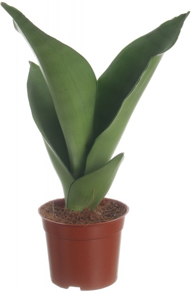 Растение Сансивьерия Цилиндрика 9x25 см