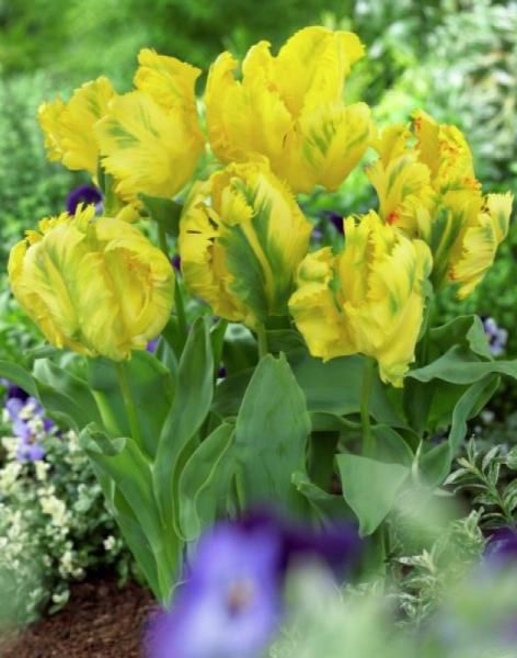 Цибулина Яскрава Texas Gold 3 шт. 