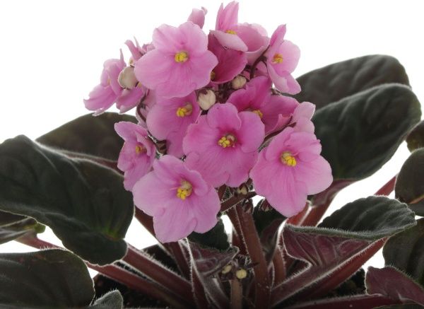 Растение Сенполия микс 12х20 см