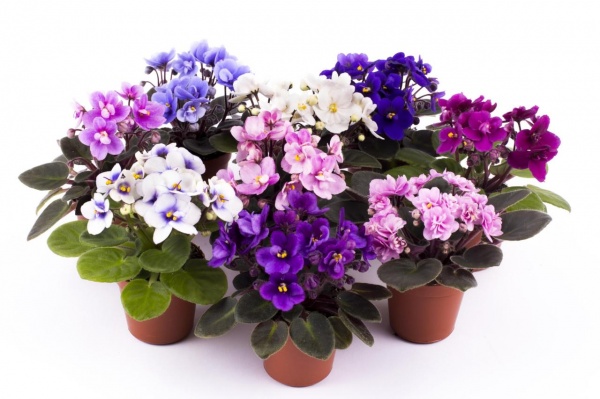 Рослина кімнатна Сентполія мікс 12x20 см