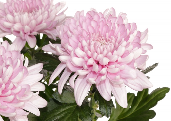 Рослина кімнатна Хризантема 14/45 Зембла