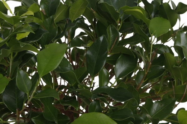 Растение комнатное Фикус нитида штамб d22/h90