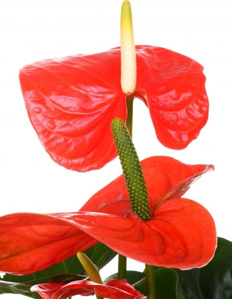 Растение комнатное Антуриум оранж 17x85 см