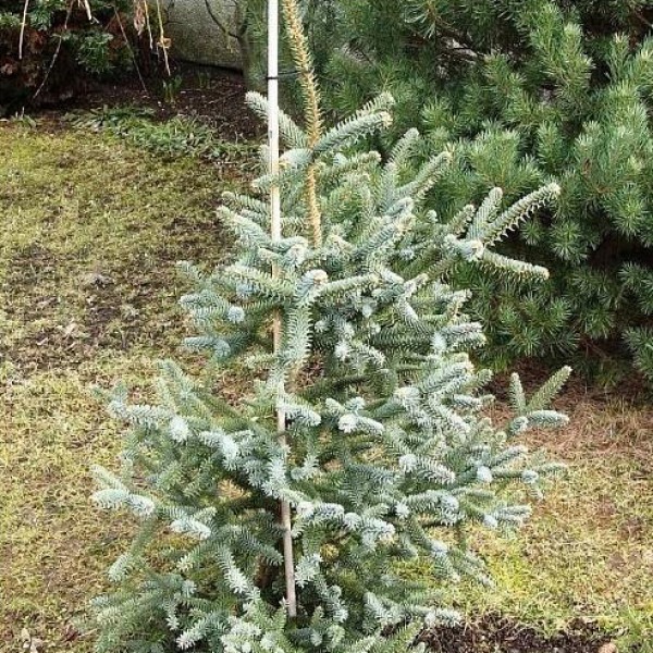 Пихта испанская / Abies pinsapo Kelleriis, С10