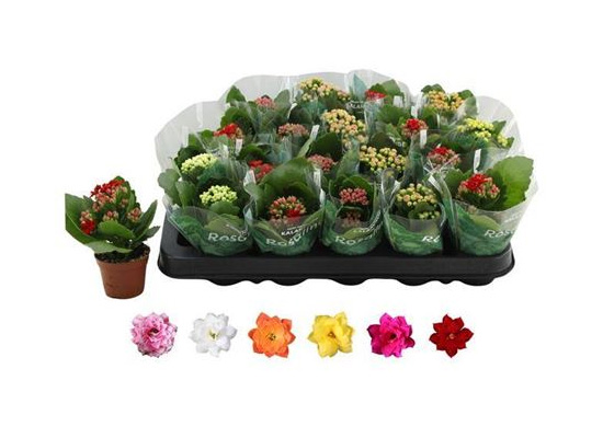 Растение Каланхое каландива 06*12 микс