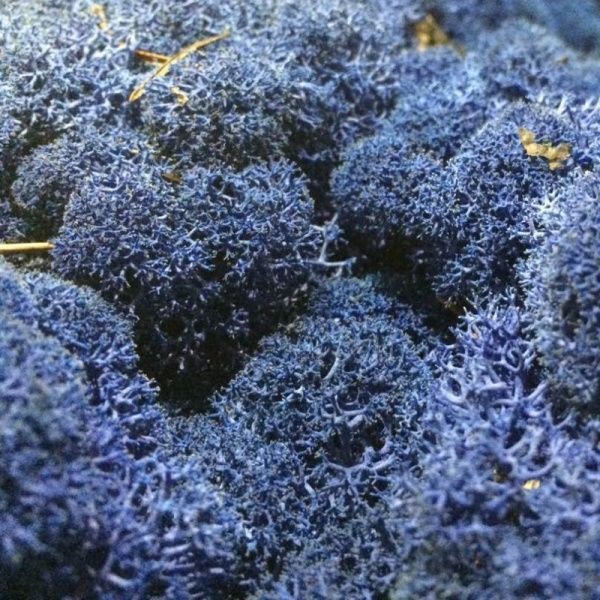 Мох стабилизированный ягель неочищенный лазурный 150 г