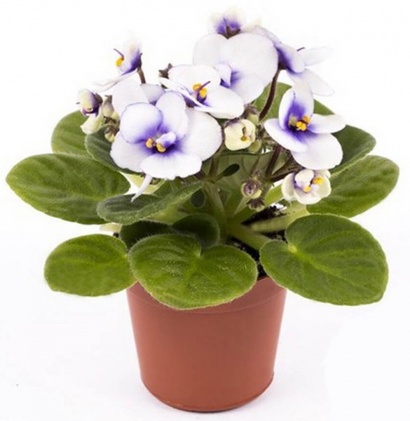 Растение Сентполия микс 10/15