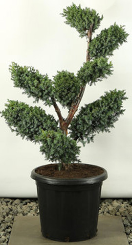 Растение Можжевельник китайский / Juniperus chinensis Blue Alps Bonsay C60