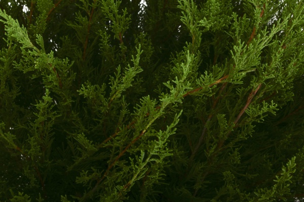 Растение Можжевельник средний Mint Julep (V20-S23 h40 d80-90 C25)