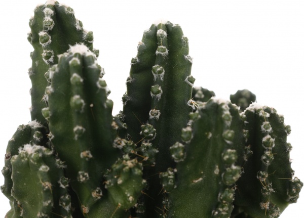 Растение Цереус паолина 6х12 см