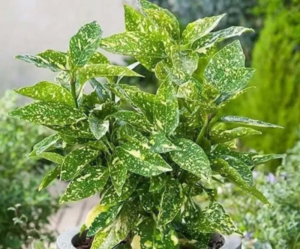 Растение Аукуба Вариегатная d17/h25