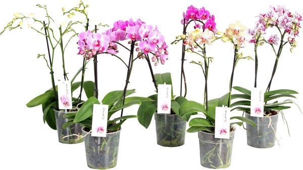 Растение Фаленопсис 1 ствол d12 h40-50 Multiflora