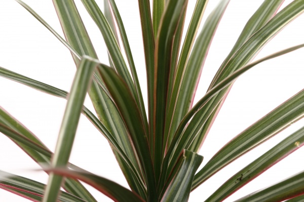 Рослина кімнатна Драцена біколор 9/30