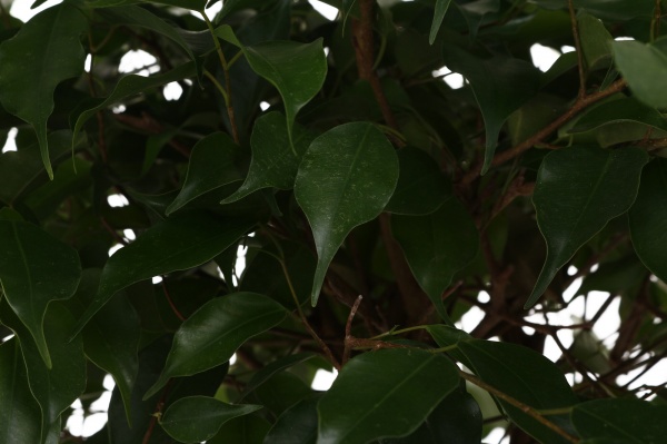 Растение комнатное Фикус 27/120 влехт