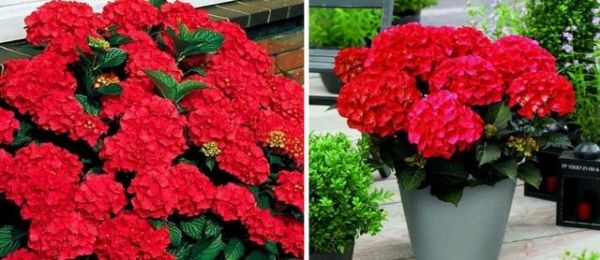 Растение Гортензия Macrophylla hot red 5/6 14х40 см