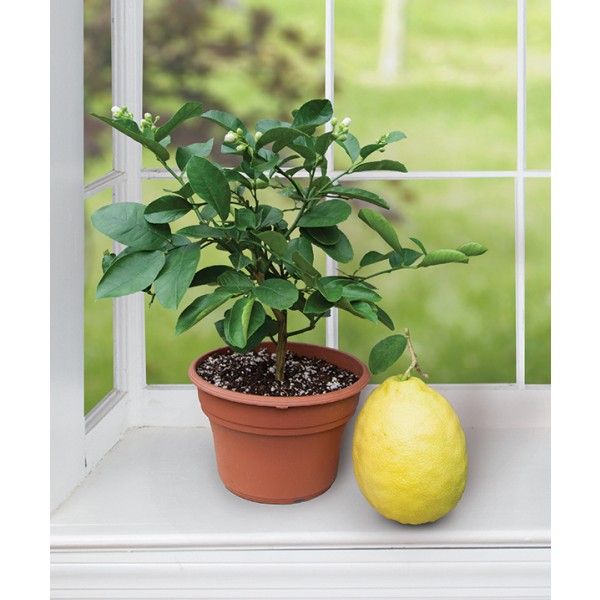 Растение комнатное Лимон 30-40 см