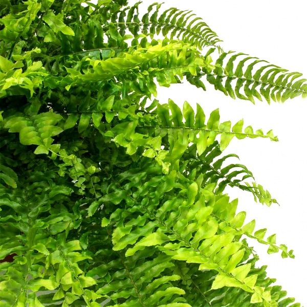 Растение комнатное Нефролепис 13/30 Nephrolepis Bostoniensis