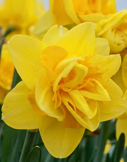 Луковица нарцисса Квинс Дей 2 шт. 