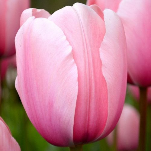 Луковица Яскрава Тюльпан триумф Salmon Impression 3 шт. 