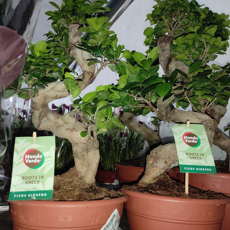 Растение Фикус микрокарпа 21х60-65 Ginseng бонсай