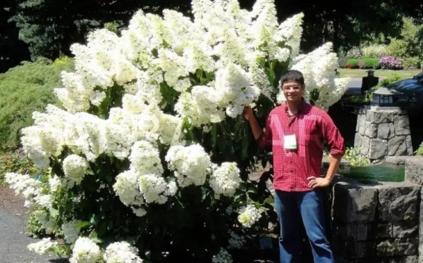 Рослина Гортензія мітельчата Полар Бір С 2-3