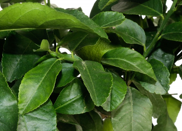 Рослина кімнатна Цитрус 22/80 цедро