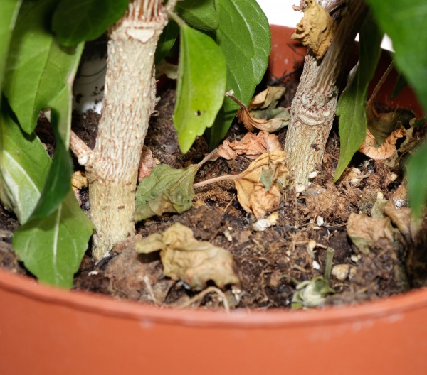 Рослина кімнатна Гібіскус 17/65