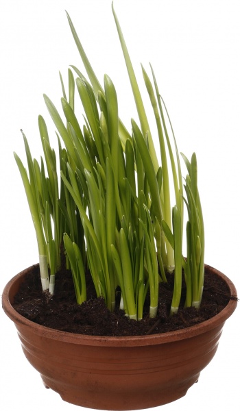 Рослина кімнатна Нарцис 7 шт. в сумці Jungle 16х16х16 см червоний/малюнок