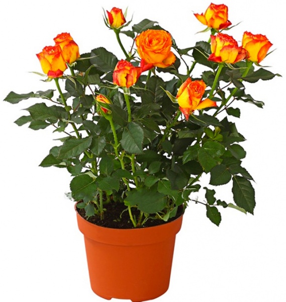 Рослина Троянда Патіо мікс 12/30