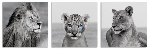 Картина модульная Картина модульна 3 частини Левенята МК 30278 150x50 см ЕО231 