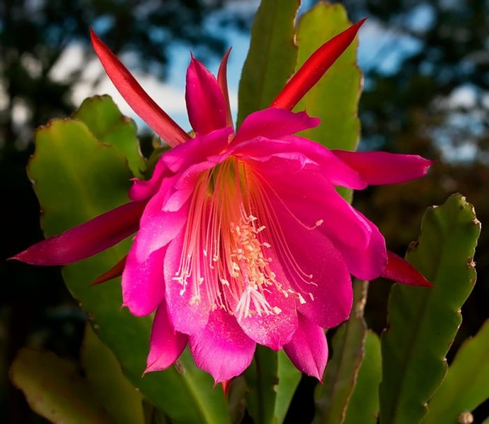 Растение комнатное Эпифиллум 12*25 Anguliger