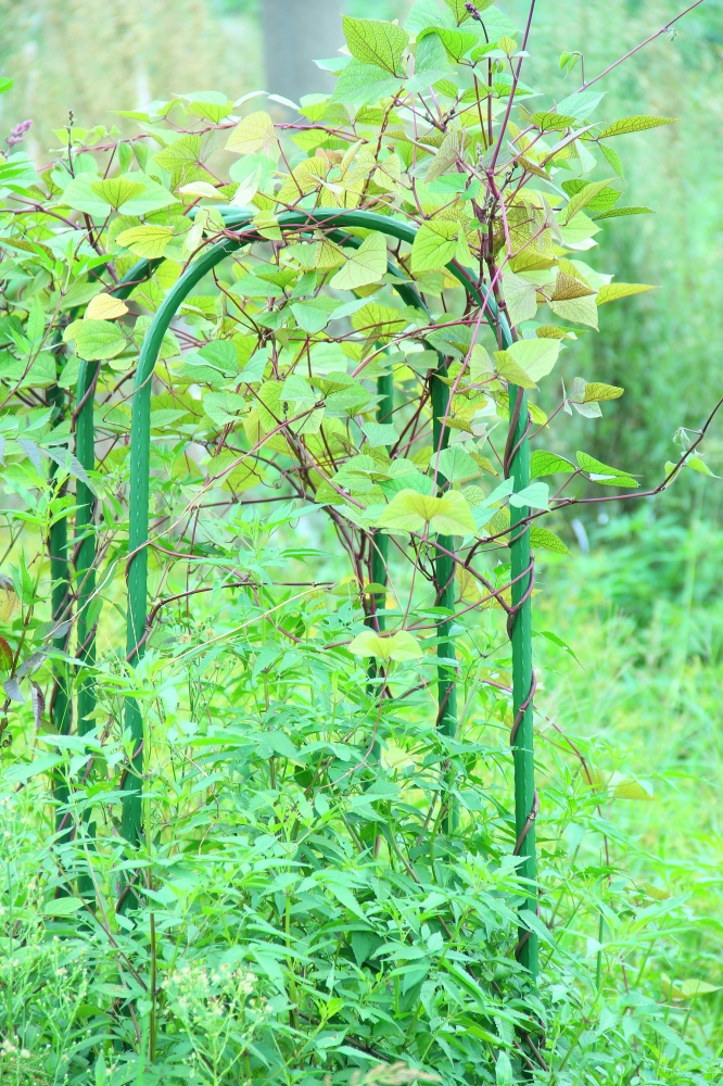 Опора для растений туннельная U вида 150х26х1,1см (U11-150)