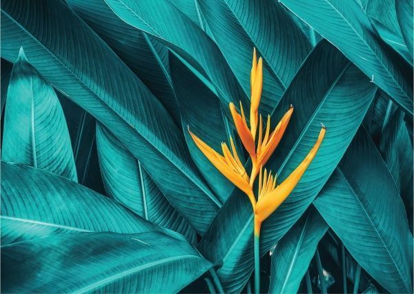 Постер Папороть Posterclub 