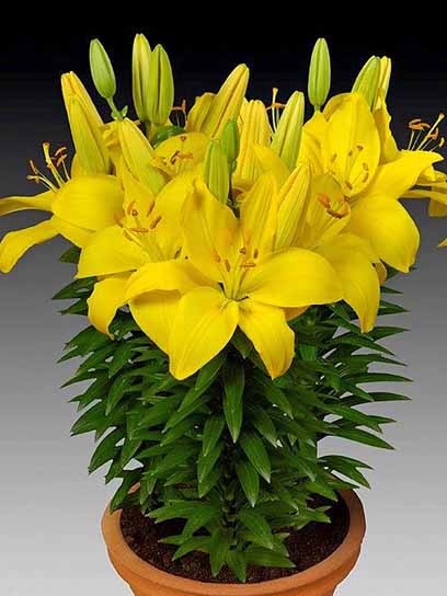 Цибулина лілії азіатської горщикової Тайні Ренжер 1 шт. 