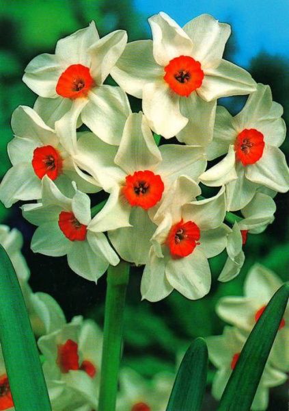 Цибулина Яскрава Цибулина Яскрава нарцис Geranium 2 шт. (10887119) 2 шт. 