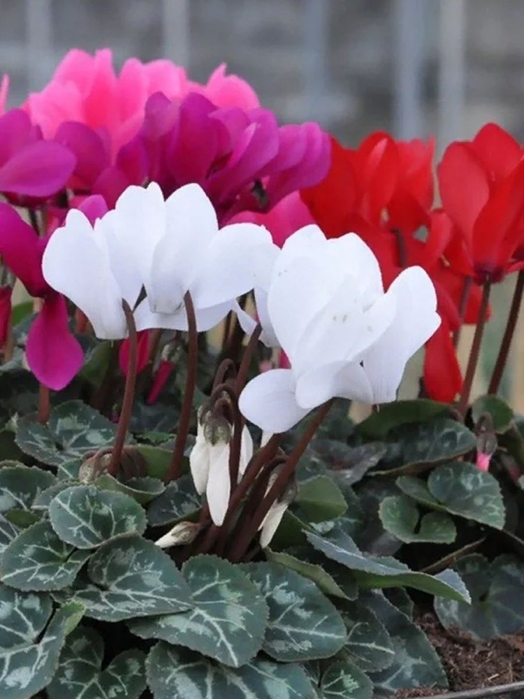 Растение Цикламен 12х25 XL микс