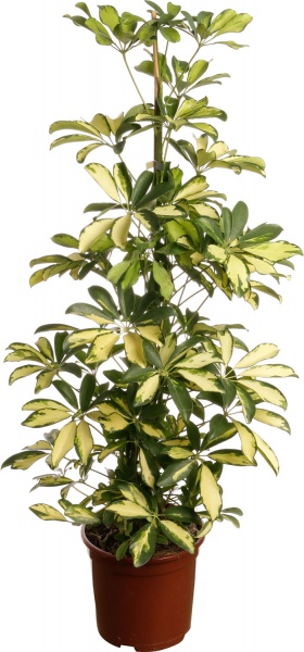 Рослина кімнатна Шефлера Компакта 3рр 21/90