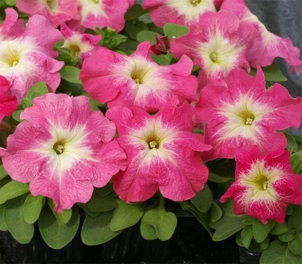 Насіння Професійне насіння петунія Тритунія F1 полярне сяйво 20 шт. (4820176694225)