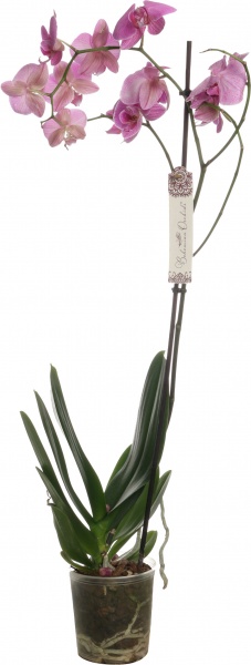 Рослина кімнатна Фаленопсис мікс 1 стовбур d12/90см