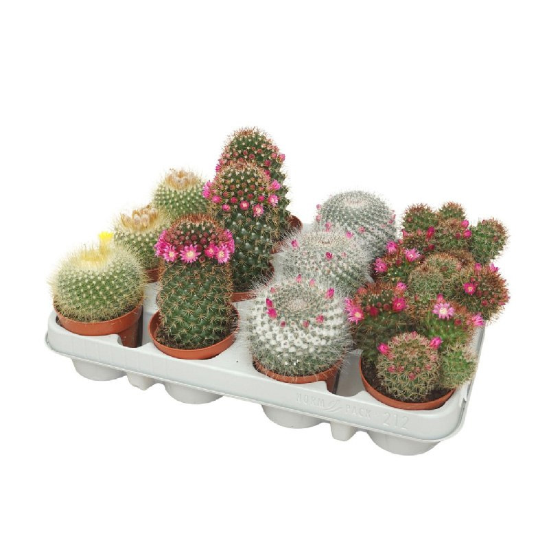 Кактус 08х10 Mammalaria цветущий микс