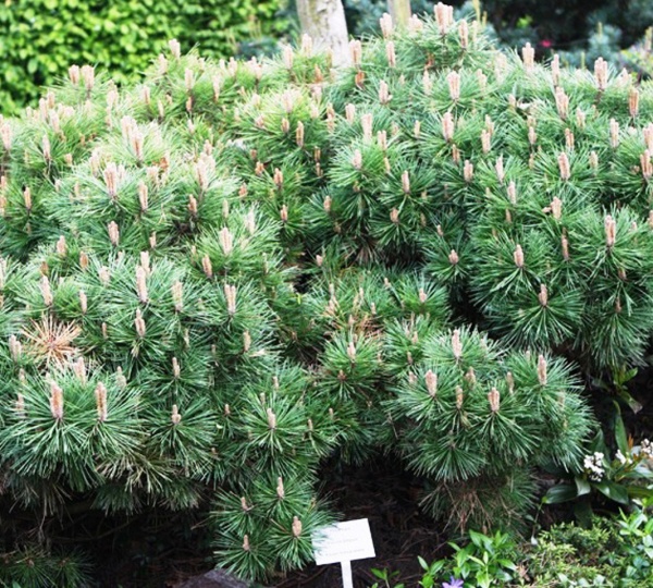 Растение Сосна черная / Pinus nigra Breppo, C12